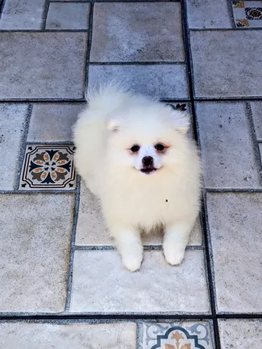 Spitz branco urso peludo