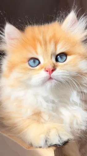 Lindos Gato Persa Vacinados 