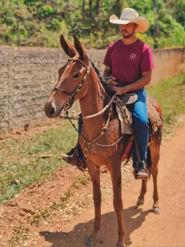 Mula ruana