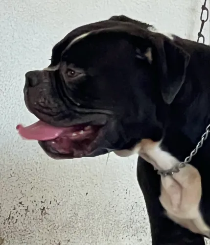 Olde Engles Bulldog 