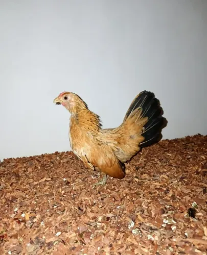 Galinha disponível para venda 
