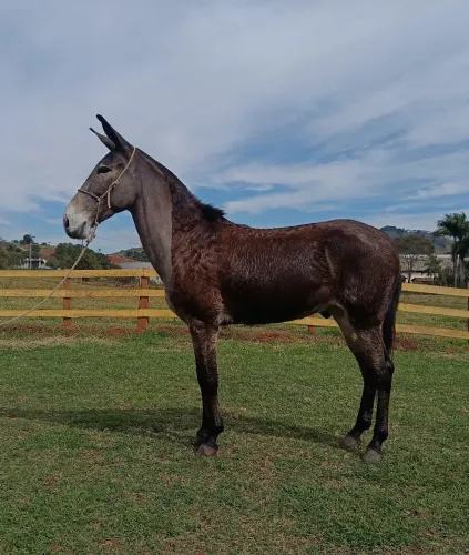 Burro marchador 