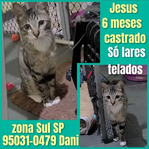 Doa-se lindos gatinhos