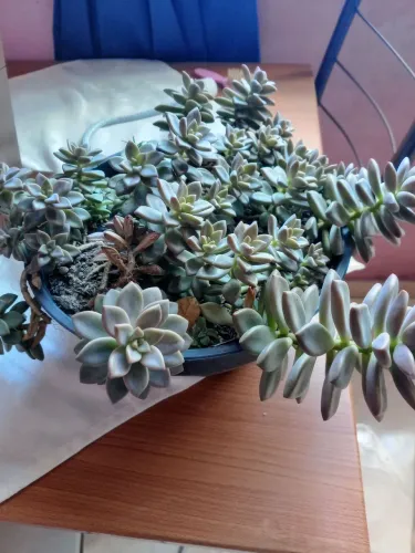 Planta suculenta
