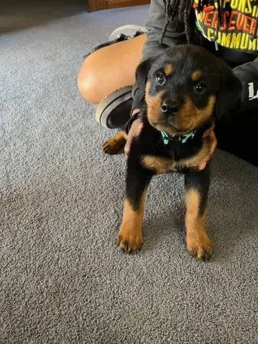 Rottweiler Esse cachorro está impossível de ignorar