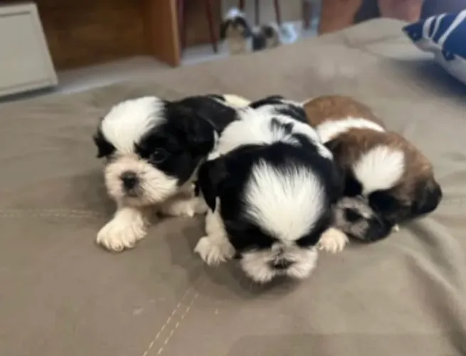 Estou doando filhote de shih tzu com pedigree