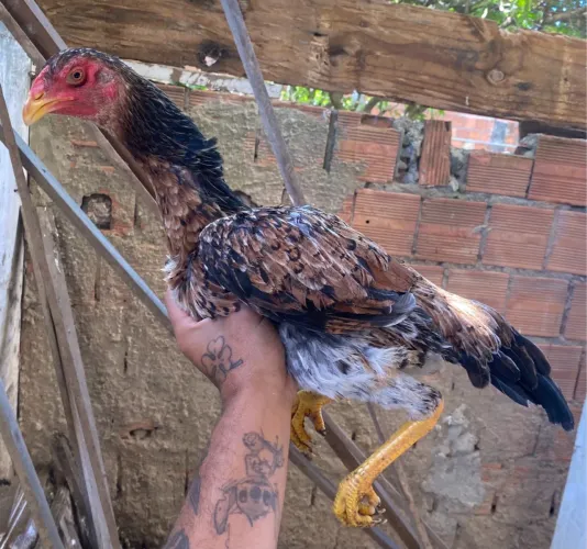 1 galinha e 2 frangas