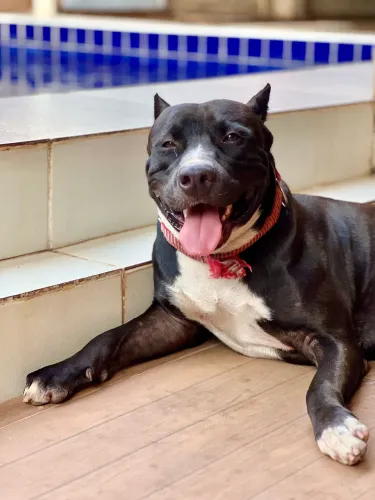 Pitbull 