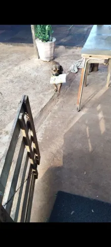 Doa se cachorro