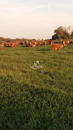 442 hectares produção soja e pecuária.