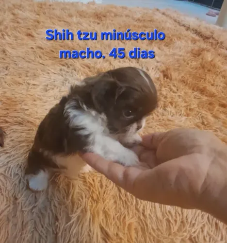 Shih tzu minúsculos machos
