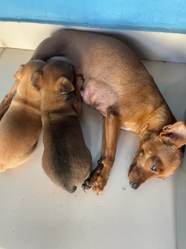 2 pincher femia número 1