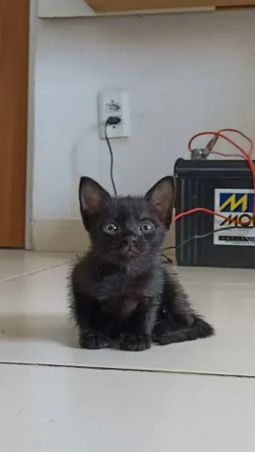 Gatinha preta pra adoção