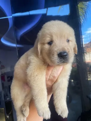 Filhotes de Golden