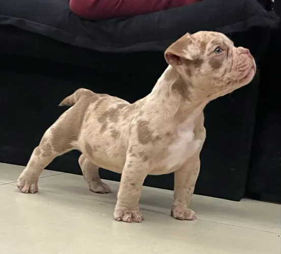 American Bully