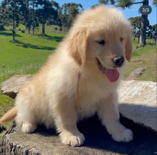 Golden retriever filhote