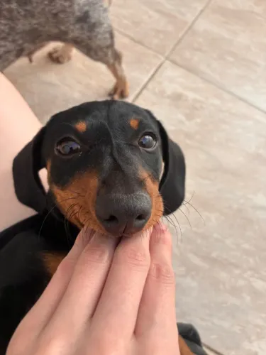 Filhote de Dachshund