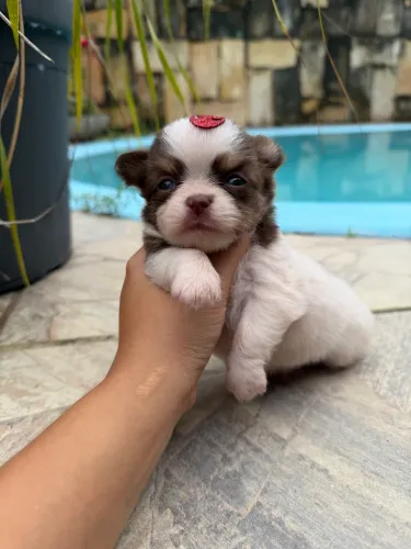 Chihuahua Pelo Longo
