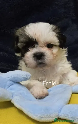 Filhotes shih tzu/shitzu linhagem selecionada e temperamento dócil