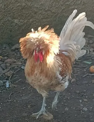 Galo polonês