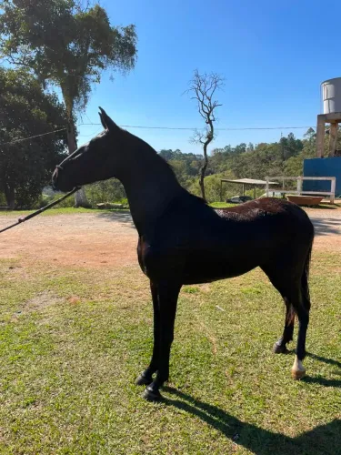 Potra Preta á venda.. 