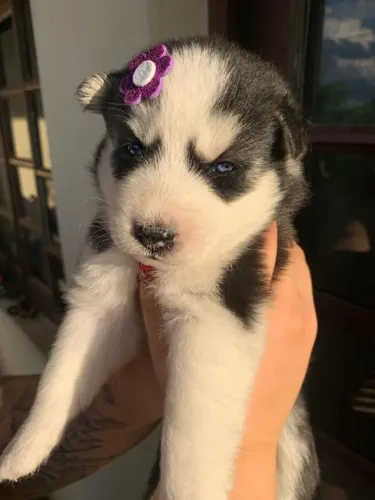 Husky siberiano com excelente procedencia