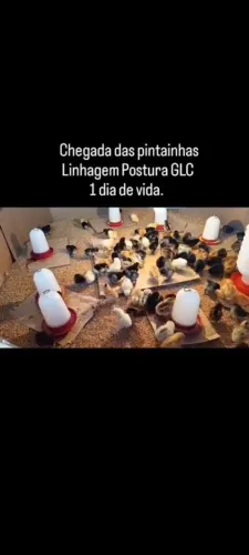 CONSULTORIA, PRODUÇÃO DE OVOS CAIPIRA