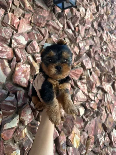 Filhote de shihtzu!! Micro. Ótima genética