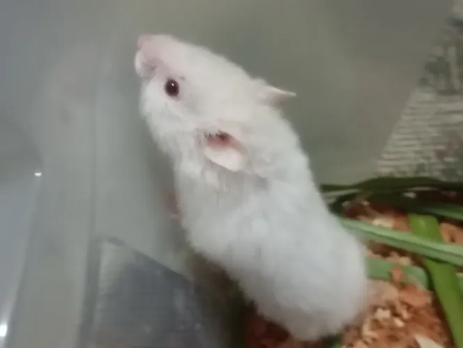 Hamster Sírio Albino