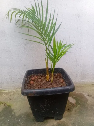 Mudas de areca bambu no vaso
