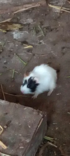 Vende-se porquinhos da índia