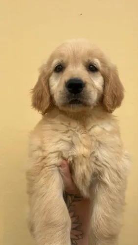 Tenha essa fofura de Golden Retriever filhote