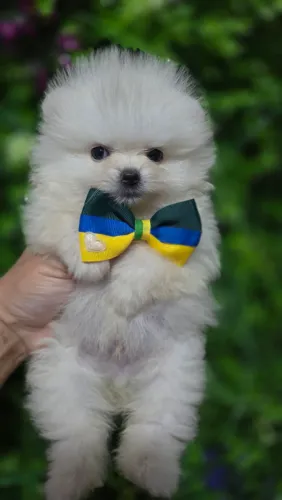 Spitz Alemão macho super pequeno
