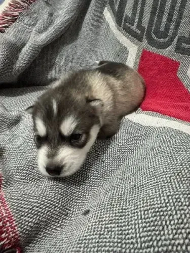 Filhotes de Husky Siberiano | Um filhote que ilumina qualquer ambiente.