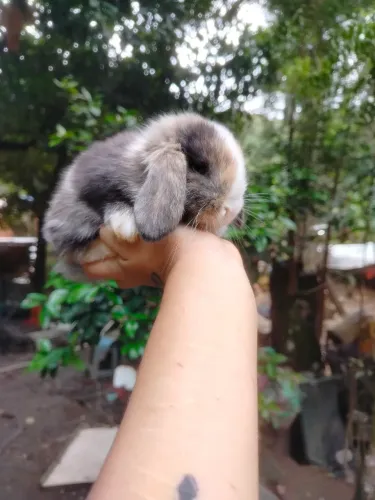 Coelho Mini Lop Macho olhos azuis