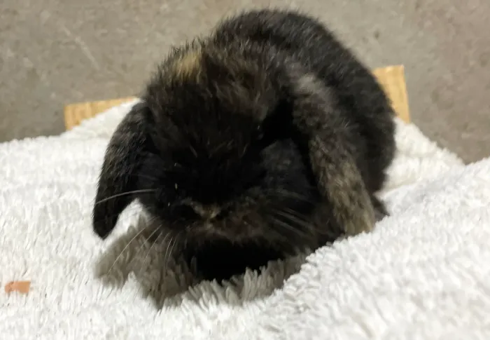 Mini Coelhos Lop