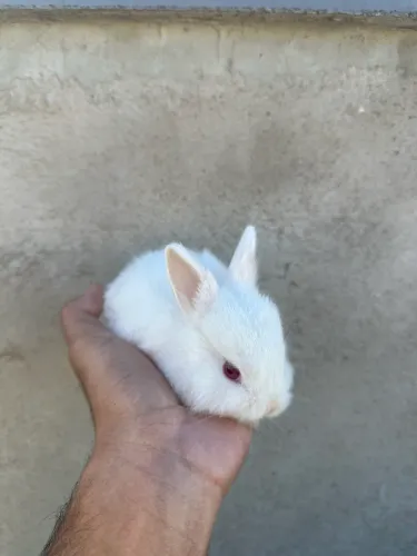 Filho de coelho holandês