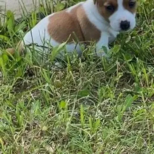 Jack Russell Terrier,Jack Russell Terrier Filhote Saudável Excelente Companhia
