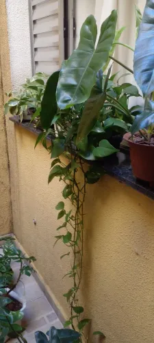 Desapego de plantas por falta espaço