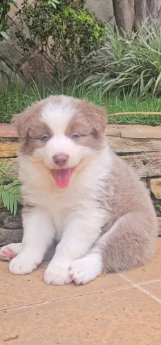 Filhote Border Collie Snow Australiano Ouro
