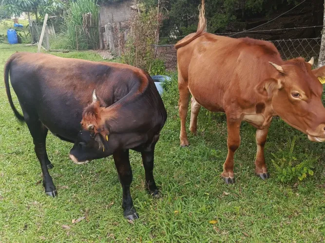 Novilha Angus + Gersey