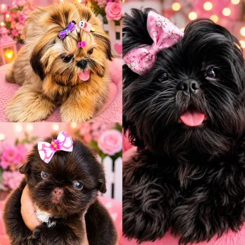 SHIH Tzu filhotes