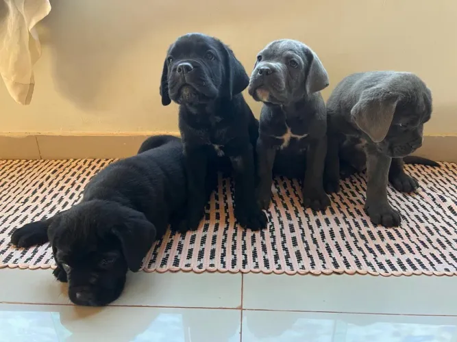 Filhotes de Cane Corso Vacinados e Vermifugados