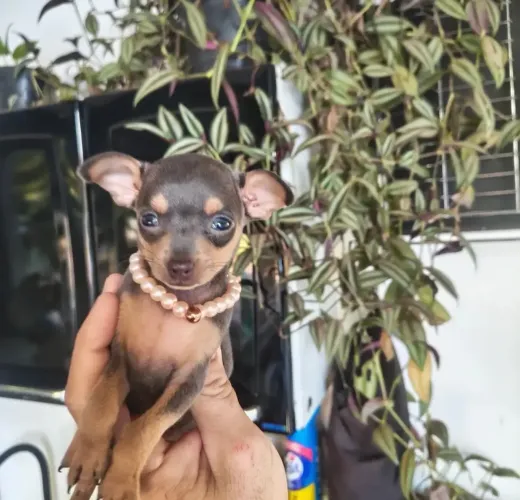 Pinscher com amor 74 dias vacinado