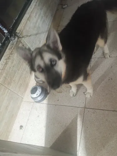Vende uma cachorra pastor alemã 10 meses nova ainda 400 reais