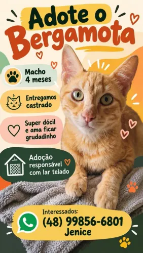 Gatinhos resgatados para adoção. ATENÇÃO: o lar precisa ser totalmente telado.