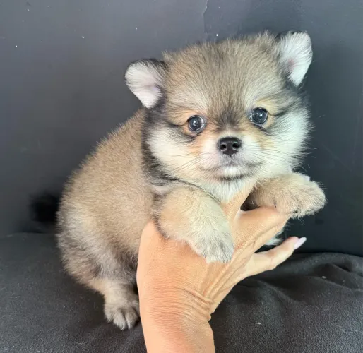 Lulu da Pomerania menino Laranjinha vacinado pronta entrega