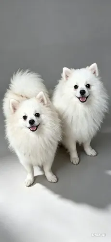 Spitz Alemão Macho