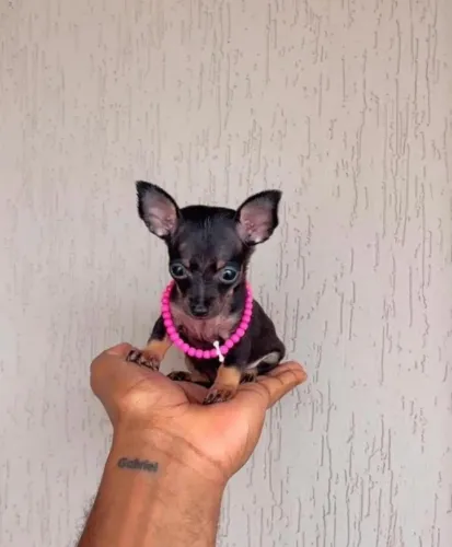 Pinscher - Compra segura, sem pagamento antecipado e com procedência 