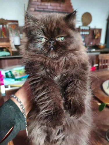 Vendo gatos persas